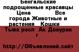 Бенгальские подрощенные красавцы. › Цена ­ 20 000 - Все города Животные и растения » Кошки   . Тыва респ.,Ак-Довурак г.